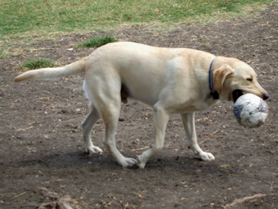 Dog Park Aug 23 07.JPG